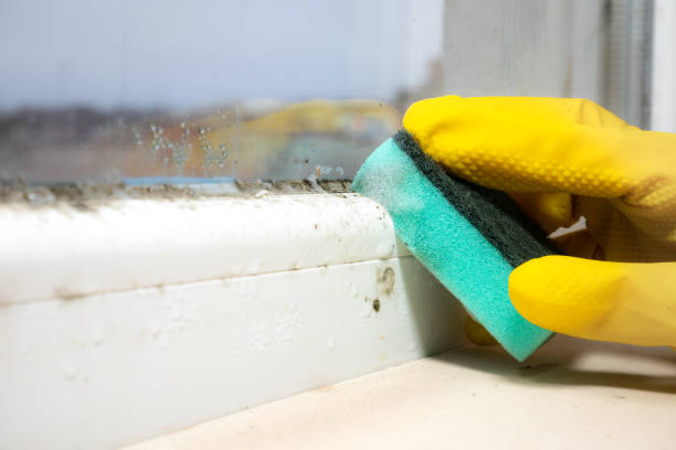 Why You Should Choose Our Mold Remediation Services in Denham Springs, LA